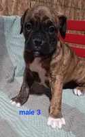 Naven , a male Boxer for sale in Grabill, IN – Photo 2 of 3