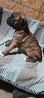 Naven , a male Boxer for sale in Grabill, IN – Photo 3 of 3