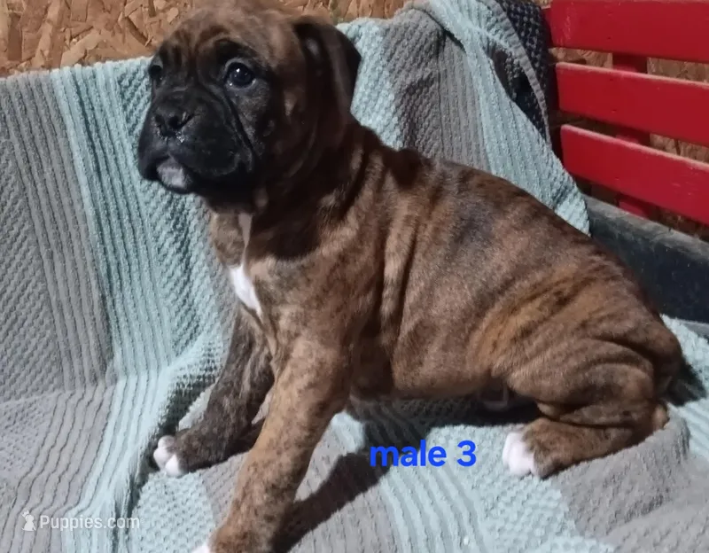 Naven  – Boxer puppy for sale in Grabill, IN