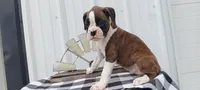 Sadie , a female Boxer for sale in Grabill, IN – 8 of 8