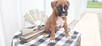 Shelia , a female Boxer for sale in Grabill, IN – 5 of 5