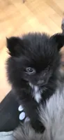 LJ, a female Pomeranian for sale in Elizabeth City, NC – 2 of 3