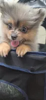 Chloe, a female Pomeranian for sale in Elizabeth City, NC – 2 of 4