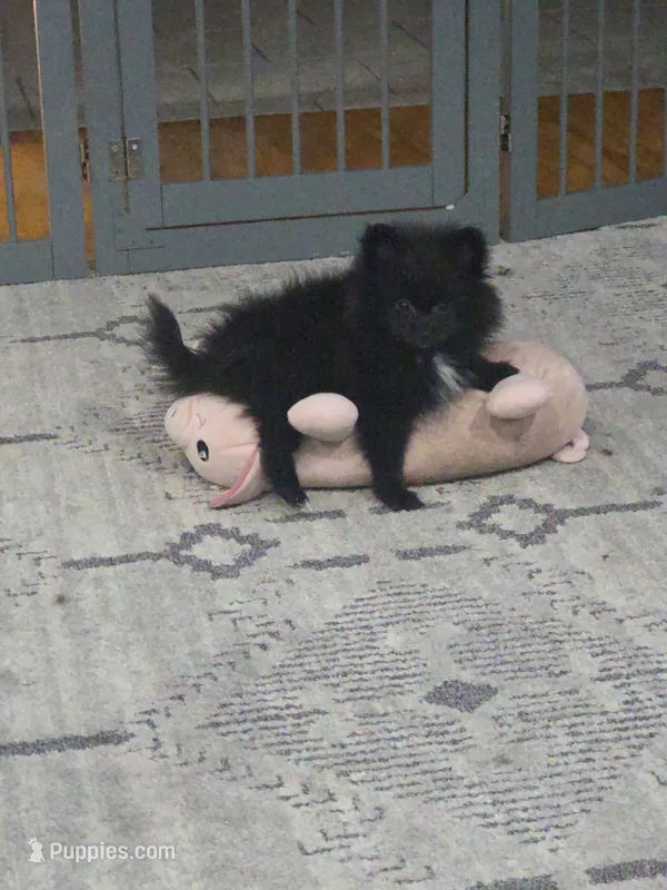 LJ – Pomeranian puppy for sale in Elizabeth City, NC