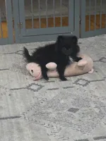 LJ, a female Pomeranian for sale in Elizabeth City, NC – 1 of 3