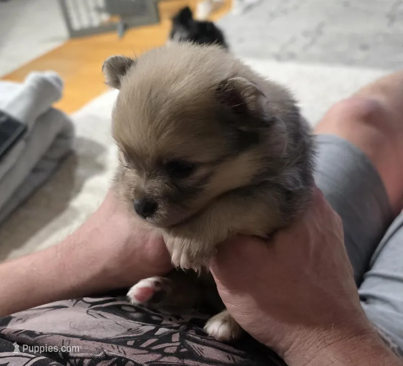 Sassy – Pomeranian puppy for sale in Elizabeth City, NC