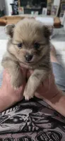 Sassy, a female Pomeranian for sale in Elizabeth City, NC – Photo 4 of 7