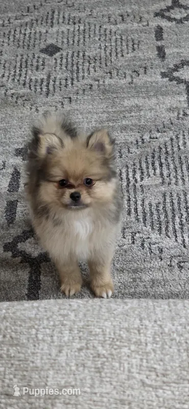 Sassy – Pomeranian puppy for sale in Elizabeth City, NC