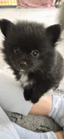 LJ, a female Pomeranian for sale in Elizabeth City, NC – 3 of 3