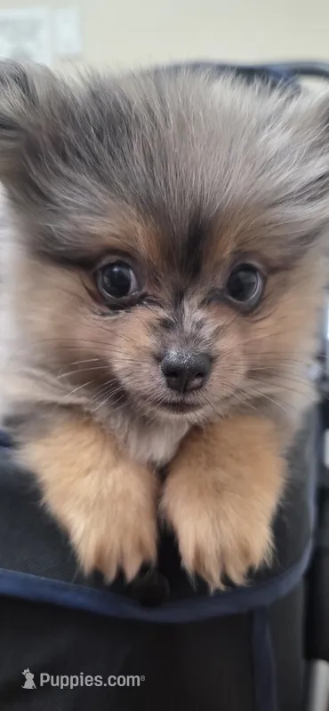 Chloe – Pomeranian puppy for sale in Elizabeth City, NC