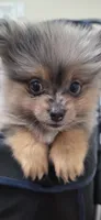 Chloe, a female Pomeranian for sale in Elizabeth City, NC – 1 of 4