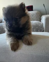 Milo, a male Pomeranian for sale in Elizabeth City, NC – Photo 4 of 5