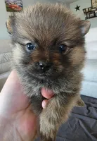 Milo, a male Pomeranian for sale in Elizabeth City, NC – Photo 5 of 5