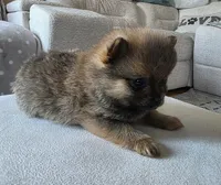 Milo, a male Pomeranian for sale in Elizabeth City, NC – Photo 2 of 5