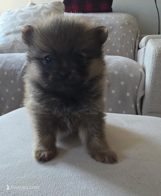 Milo – Pomeranian puppy for sale in Elizabeth City, NC