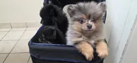 Chloe, a female Pomeranian for sale in Elizabeth City, NC – 4 of 4