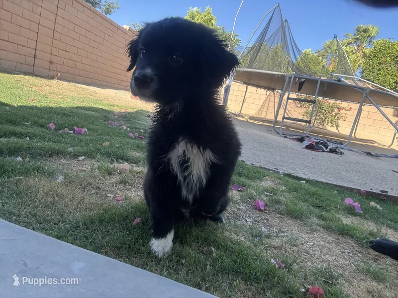 Nameless – Border Collie, Golden Retriever puppy for sale in Indio, CA