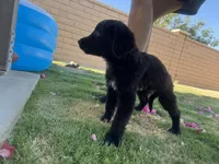 Nameless, a female Border Collie and Golden Retriever for sale in Indio, CA – Photo 2 of 6