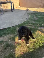 Nameless, a female Border Collie and Golden Retriever for sale in Indio, CA – Photo 6 of 6