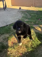 Nameless, a female Border Collie and Golden Retriever for sale in Indio, CA – Photo 4 of 6