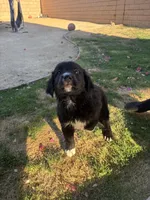 Nameless, a female Border Collie and Golden Retriever for sale in Indio, CA – Photo 5 of 6