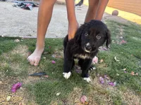 Nameless, a female Border Collie and Golden Retriever for sale in Indio, CA – Photo 3 of 6