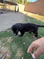 Nameless , a male Border Collie and Golden Retriever for sale in Indio, CA – Photo 3 of 5