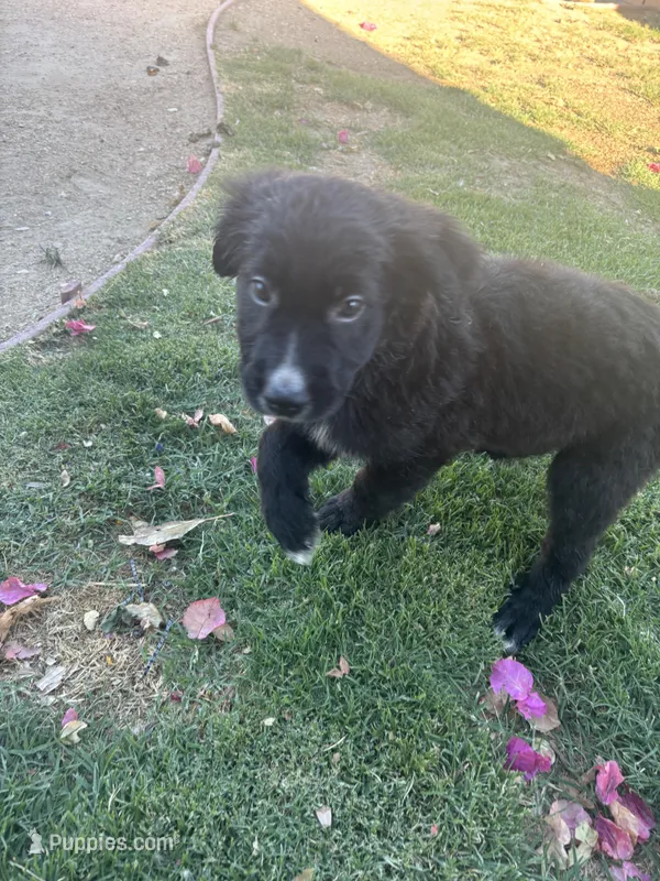 Nameless  – Border Collie, Golden Retriever puppy for sale in Indio, CA
