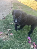 Nameless , a male Border Collie and Golden Retriever for sale in Indio, CA – Photo 1 of 5