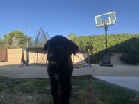 Nameless , a male Border Collie and Golden Retriever for sale in Indio, CA – Photo 5 of 5