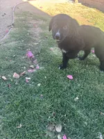 Nameless , a male Border Collie and Golden Retriever for sale in Indio, CA – Photo 2 of 5