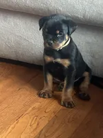 White male, a male Rottweiler for sale in North Franklin, CT – Photo 9 of 10