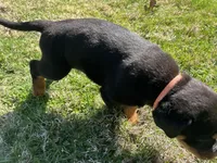 Orange female , a female Rottweiler for sale in North Franklin, CT – Photo 2 of 5