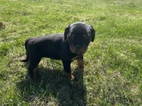 Orange female , a female Rottweiler for sale in North Franklin, CT – Photo 4 of 5