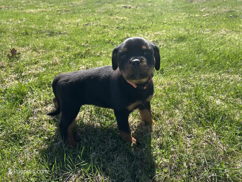 Orange female  – Rottweiler puppy for sale in North Franklin, CT