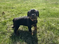 Orange female , a female Rottweiler for sale in North Franklin, CT – Photo 1 of 5