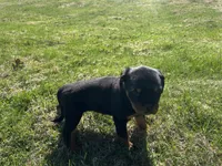 Orange female , a female Rottweiler for sale in North Franklin, CT – Photo 5 of 5
