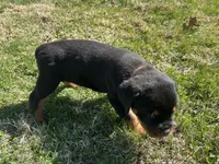 Orange female , a female Rottweiler for sale in North Franklin, CT – Photo 3 of 5