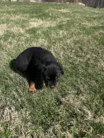 Green boy, a male Rottweiler for sale in North Franklin, CT – Photo 5 of 5