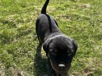 Green boy, a male Rottweiler for sale in North Franklin, CT – Photo 3 of 5