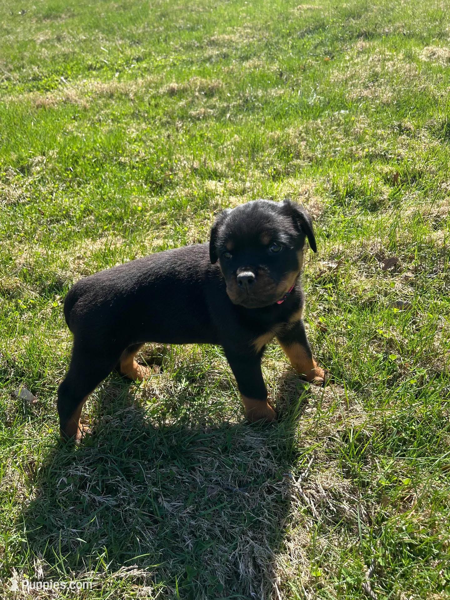 Green boy, a male Rottweiler for sale in North Franklin, CT – Photo 1 of 5