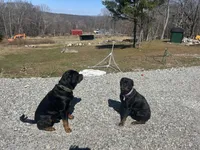 Pink female , a female Rottweiler for sale in North Franklin, CT – Photo 8 of 8