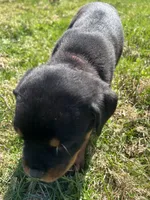 Pink female , a female Rottweiler for sale in North Franklin, CT – Photo 2 of 8