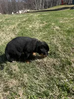 Pink female , a female Rottweiler for sale in North Franklin, CT – Photo 3 of 8