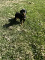 Pink female , a female Rottweiler for sale in North Franklin, CT – Photo 4 of 8