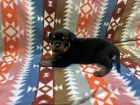 Pink female , a female Rottweiler for sale in North Franklin, CT – Photo 6 of 8