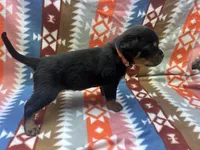 Pink female , a female Rottweiler for sale in North Franklin, CT – Photo 7 of 8
