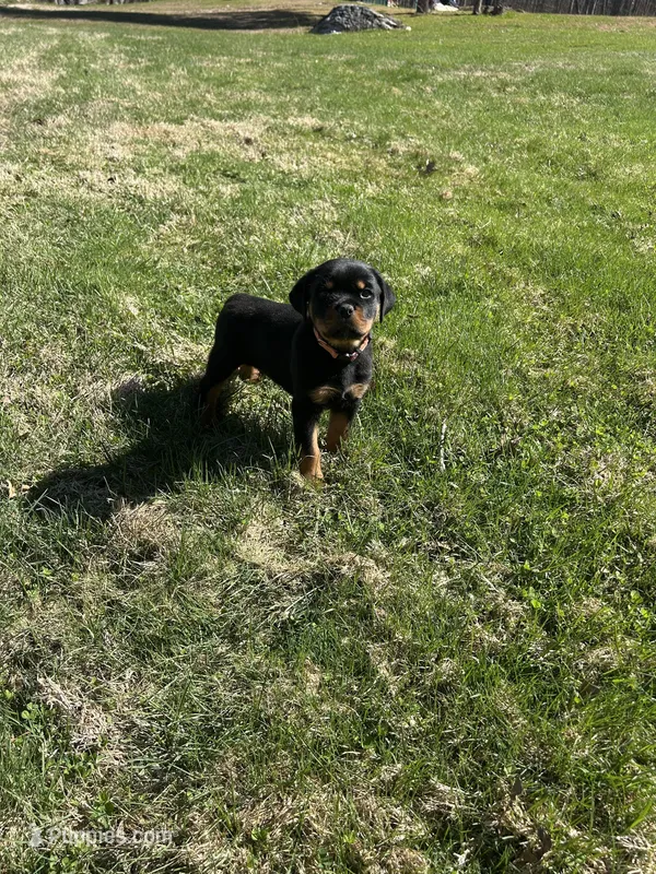 Pink female  – Rottweiler puppy for sale in North Franklin, CT