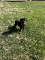 Pink female , a female Rottweiler for sale in North Franklin, CT – Photo 1 of 8