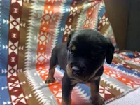 White male, a male Rottweiler for sale in North Franklin, CT – Photo 2 of 10